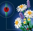 LEGO® Botanicals Daisies (11508) (5)