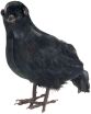 WM Κοράκι (3063C) (0)
