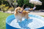 Intex Πισίνα-Pet Pool 1.52m x 30m (48400NP) (6)