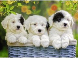 Παζλ 200XXL Κουταβάκια (12765)