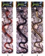 WC Φίδι 24''-3 Σχέδια (P915/3)