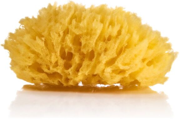 Σφουγγάρια