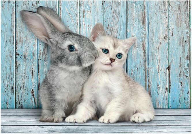 Clementoni Παζλ 500 H.Q. Cat & Bunny (1220-35539) (1)