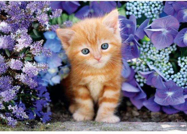 Clementoni Παζλ 500 H.Q.Γατάκι Με Γαλανά Μάτια (1220-35585) (1)