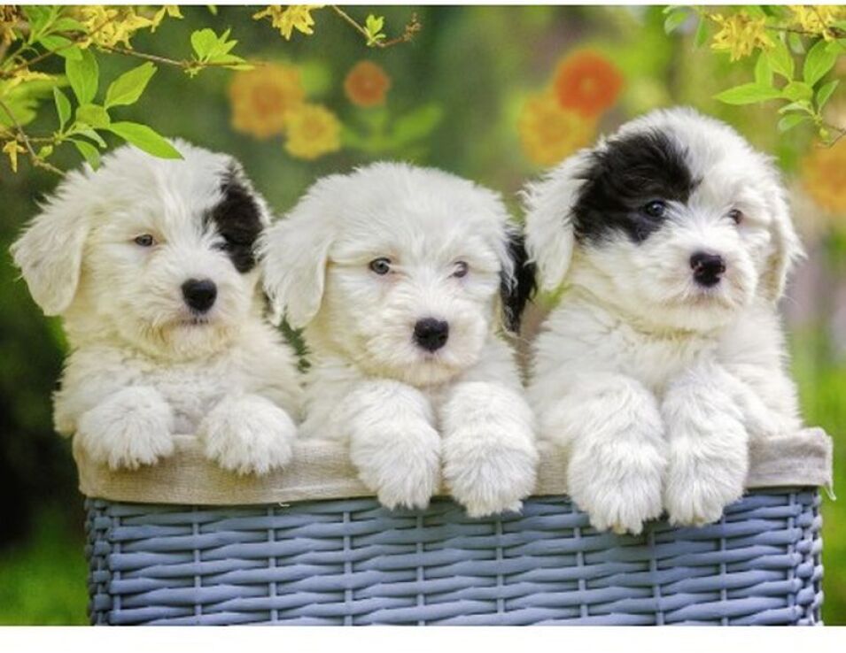 Παζλ 200XXL Κουταβάκια (12765) (1)