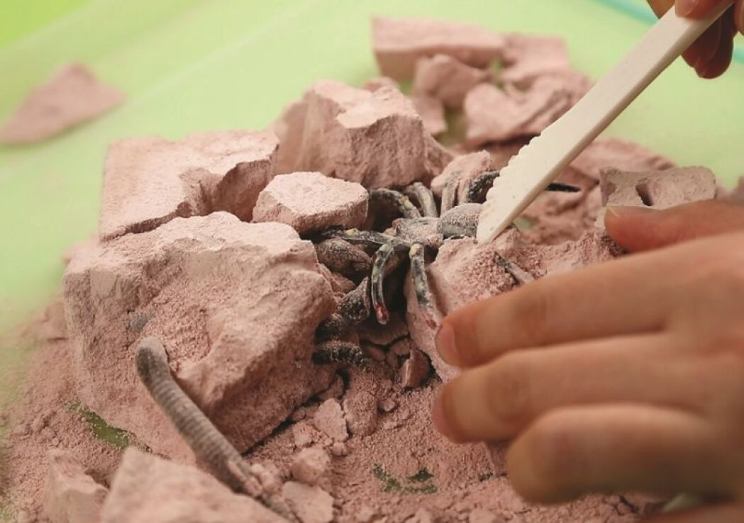 4M Ανασκαφή Ζωύφια Του Πλανήτη Μας (4M0573-03397) (4)